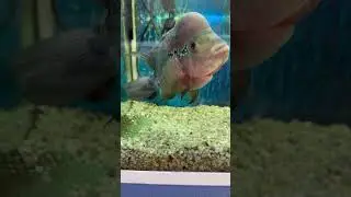 What a Fish!