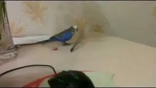 Милко играет с карандашем