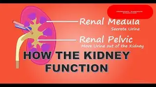 how does the kidney function? #renalmedulla #renalpelvis