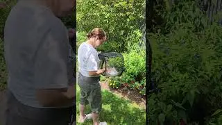 Butterfly Release