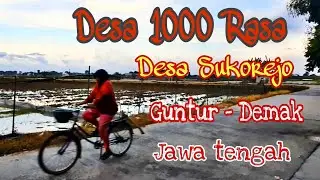 Desa 1000 rasa.Desa Sukorejo.Guntur . Demak - Jawa tengah