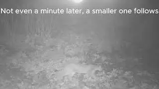 Two Mountain Lions O'Neill Regional Park