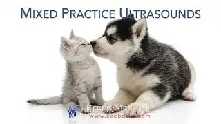 Mixed Practice Ultrasounds | KeeboVet