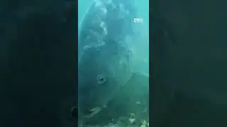 DINNER TIME! 🐟️