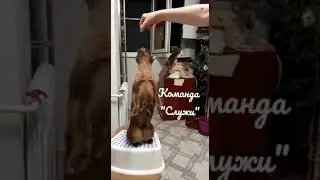 Дрессировка кошек