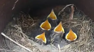 5 oisillons rougequeues noirs dans leur nid attendent leur repas