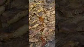 Asmr#Beef#short#viralvideo