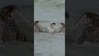 Osprey dives deep into the ocean. Will it catch a fish?