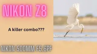 Nikon 500mm F5.6 PF on the Nikon Z8 | Fantastic combo or time for a Z lens?