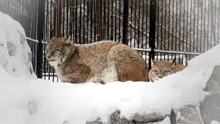 The Siberian lynx Beads and Lex have neighbors.
