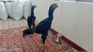 Шамо