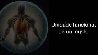 Unidade funcional - Fisiologia Humana