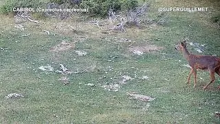 Cabirol en plena muda