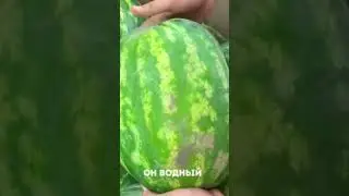хто я #shorts #майнкрафт #viral #арбуз