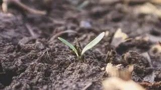 Planting Sugar Beets 2019