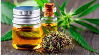 Discover How Cbd Oil Is Made And The Benefits It Provides!