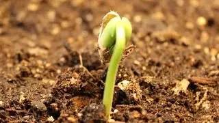 Bean germination time-lapse