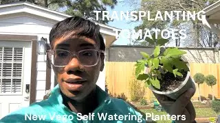Garden Updates||Transplanting Tomatoes||Harvesting Collards||Vego Garden