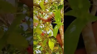 MANGUHA TA UG TAMBIS||BOHOLANANG KULOT