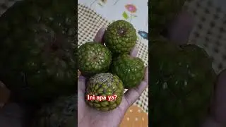 Hayo apa?