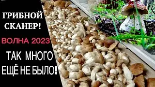 БЕЛЫХ ТЬМА ВОЛНА ПОШЛА/2023/ТАК МНОГО ЕЩЁ НЕ НАХОДИЛ!368 ШТУК