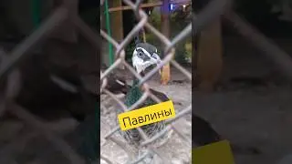 Павлины