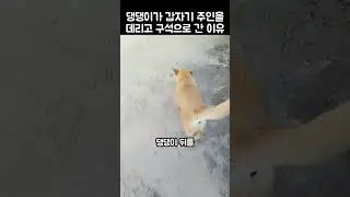 "빨리 와보세요!".. 댕댕이가 주인에게 깜짝 공개한 까닭