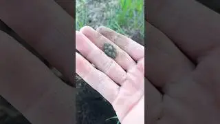 Украшение  Булгарии. Замечательная патина 11-13 веков #metaldetecting #коп