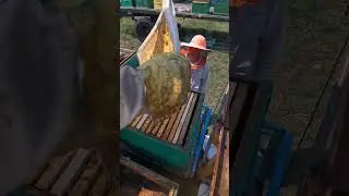 Пчелы выкидывают чеснок. 