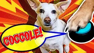 Ho insegnato al mio Cane a PARLARE!