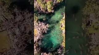 How many manatees can you count? 