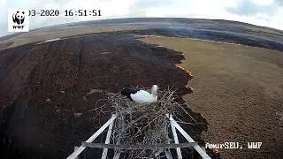 Знаменитому на весь интернет гнезду аистов, как и в прошлом году, пришлось пережить пожар.