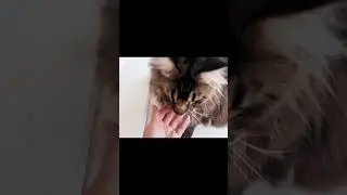 Все мы дома))) Начинаются рабочие будни. Нам уже 10 месяцев 25. 07.21 #животные #cat