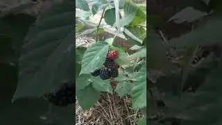 ежевика #ежевикасадовая