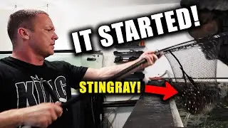 FINALLY breeding my stingrays