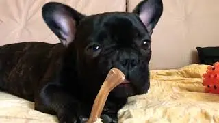 Омномном puppy