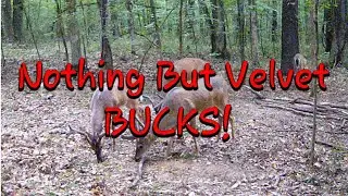 Nothing But Velvet Bucks
