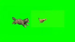 Cat Running Back Hen Want Catch Them Green Screen Video