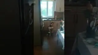 Джек Рассел терьер поет