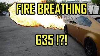G35 Inifinity Pure Gold