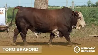 Toro Braford