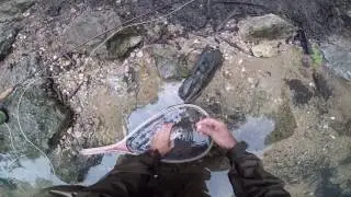 Fly Fishing Bennett Spring State Park- Early June, 2017