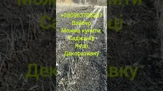 Саженцы летняя прывивка околировка, как вырастить плодовых деревьев.Продам саженцы