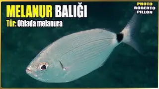 Information About Melanur Fish | Oblada melanura | Mediterranean Fish