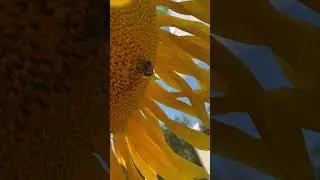 Мохнатый шмель