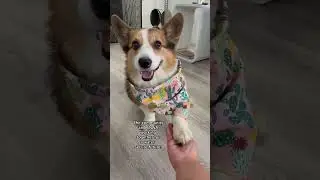 This Pup 🤝 The Community 🤝 The SNWA