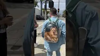 REAL DOG
