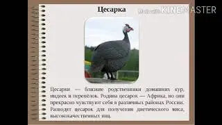 Прелесть птичка...... Хотите себе такую????