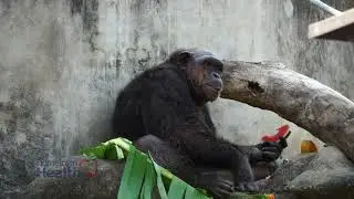 Healthy Aging - The Chimp Connection