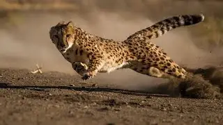 10 Fastest Animals in the World